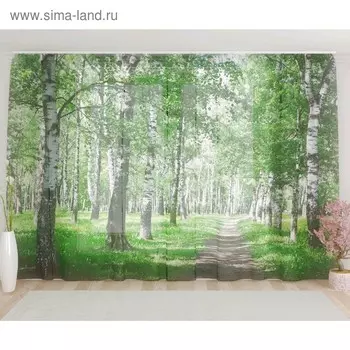 Фототюль «Березовая аллея», размер 290 х 260 см, вуаль