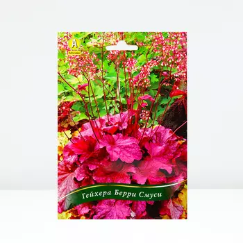 Гейхера Берри Смуси, 1 шт, Весна 2024