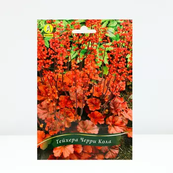 Гейхера Черри Кола, 1 шт, Весна 2024