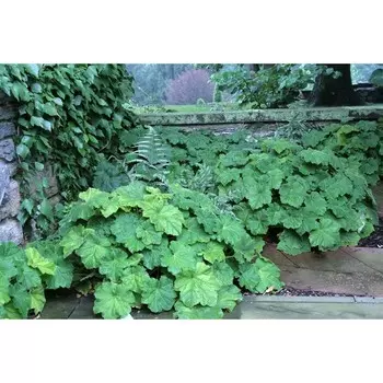 Гейхера мохнатая , Горшок С2, 1 шт, Весна 2024