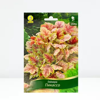 Гейхера Пикассо, 1 шт, Весна 2024