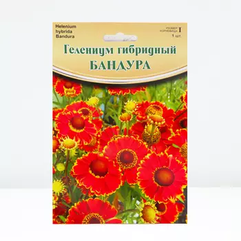 Гелениум "Bandera ® PBR", р-р I, 1 шт, Весна 2024