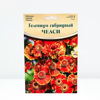 Гелениум "Chelsey", р-р I, 1 шт, Весна 2024