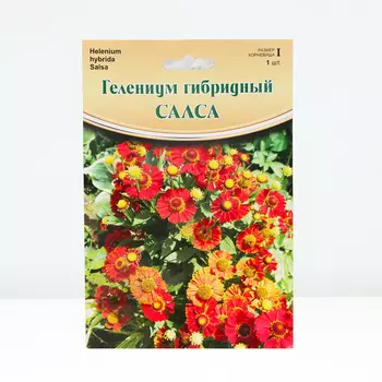 Гелениум "Salsa ® PBR", р-р I, 1 шт, Весна 2024