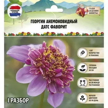 Георгин анемоновидный "DAD'S FAVORITE" , р-р I, 1 шт, Весна 2023