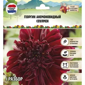 Георгин анемоновидный "SOULMAN" , р-р I, 1 шт,