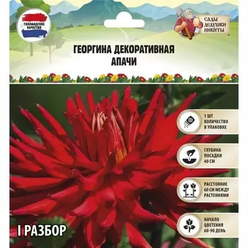 Георгина декоративная "Апачи", р-р I, 1 шт, Весна 2024