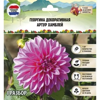 Георгина декоративная "Артур Хамблей", р-р I, 1 шт, Весна 2024