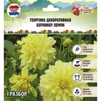 Георгина Декоративная BERLINER LEMON, клубнелуковица в упаковке, р-р I, 1 шт.