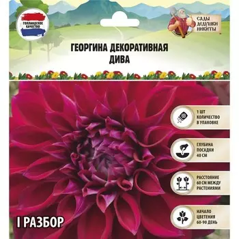 Георгина декоративная "Дива", р-р I, 1 шт, Весна 2024