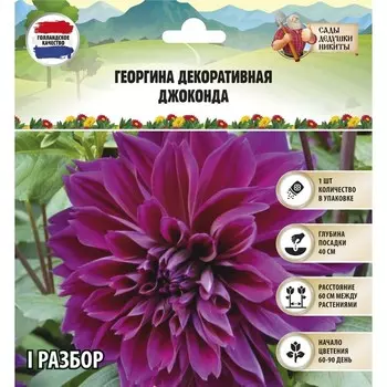 Георгина декоративная "Джоконда", р-р I, 1 шт, Весна 2024