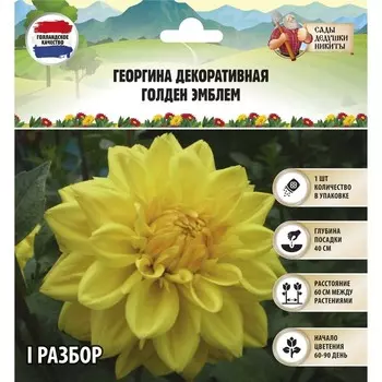 Георгина декоративная "Голден Эмблем", р-р I, 1 шт, Весна 2024