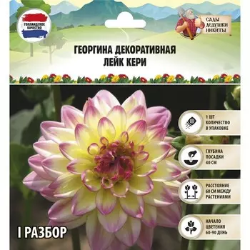 Георгина декоративная "Лейк Кери", р-р I, 1 шт, Весна 2024