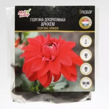 Георгина декоративная "Арнхем", р-р I, 1 шт, Весна 2024