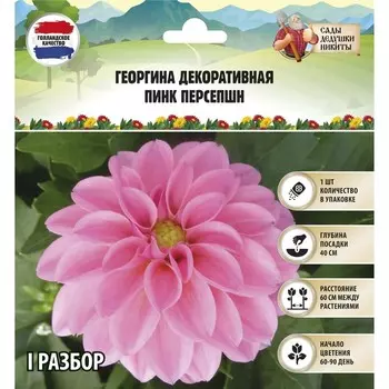 Георгина декоративная "Пинк Персепшн", р-р I, 1 шт, Весна 2024