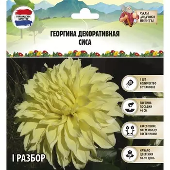 Георгина Декоративная «Сиса», клубелуковица в упаковке, р-р I, 1 шт.