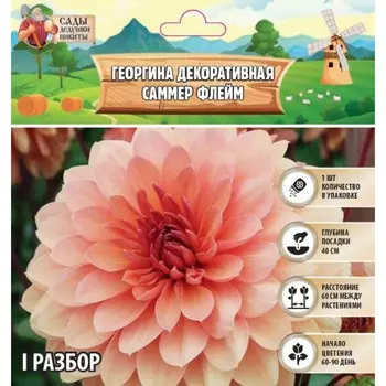 Георгина Декоративная "SUMMER FLAME" , р-р I, 1 шт, Весна 2024