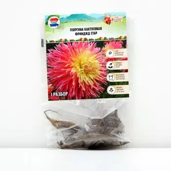 Георгина кактусовая Фринджд Стар, р-р I, 1 шт, Весна 2024