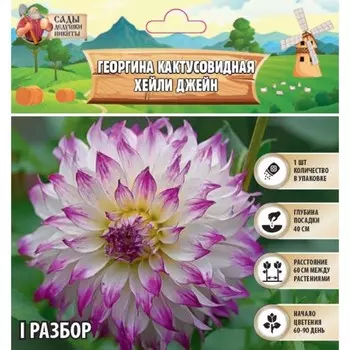 Георгина Кактусовидная HAYLEY JANE, клубнелуковица в упаковке, р-р I, 1 шт.