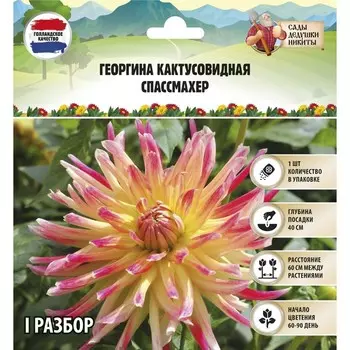 Георгина Кактусовидная SPASSMACHER, клубнелуковица в упаковке, р-р I, 1 шт.