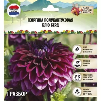 Георгина полукактусовая "Блю Берд", р-р I, 1 шт, Весна 2024