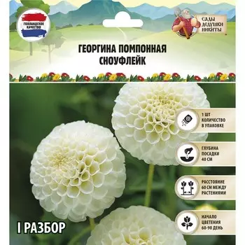 Георгина Помпонная «Сноуфлейк», клубелуковица в упаковке, р-р см, I, 1 шт.