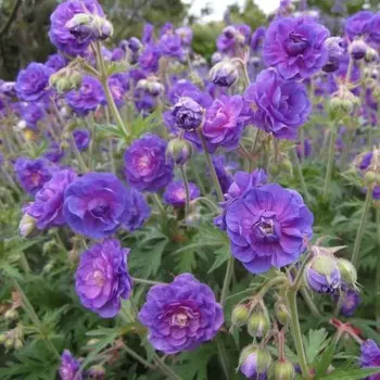 Герань гималайская Пленум, 1 шт, Весна 2024