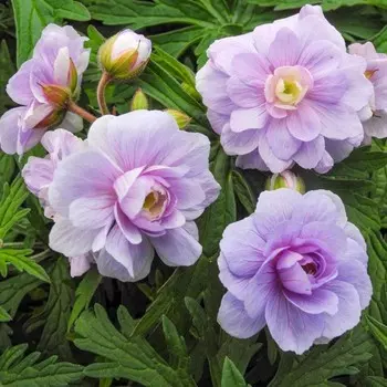 Герань "Summer Skies ® PBR", р-р I, 1 шт, Весна 2024