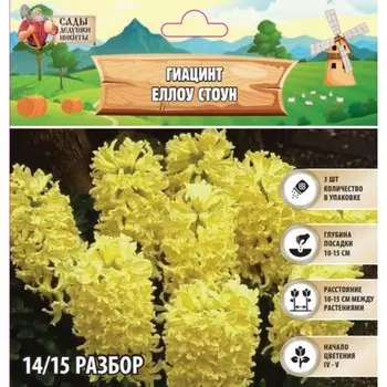 Гиацинт Еллоу Стоун, р-р 14/15, 3шт, Осень 2024