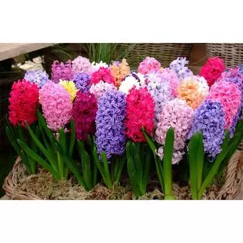 Гиацинт МИКС, р-р 14/15, 2 шт, Эконом