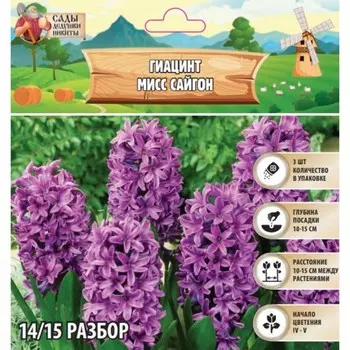 Гиацинт Мисс Сайгон, р-р 14/15, 3шт, Осень 2024