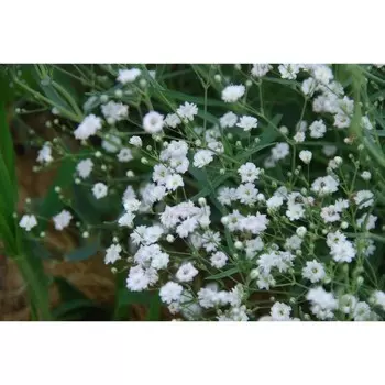 Гипсофила "Bristol Fairy", р-р I, 1 шт, Весна 2024