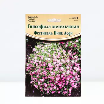 Гипсофила "Festival Pink Lady ® PBR", р-р I, 1 шт, Весна 2024
