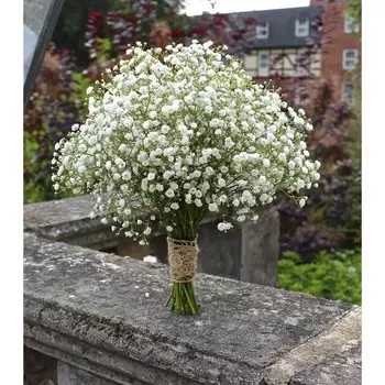 Гипсофила метельчатая "Сноуфлейк" , Горшок С3, 1 шт, Весна 2024