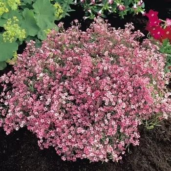 Гипсофила Роуз, 1 шт, Весна 2024