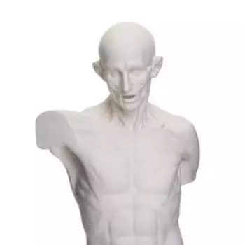 Гипсовая фигура анатомическая: Торс Гудона, 12 х 15 х 48 см