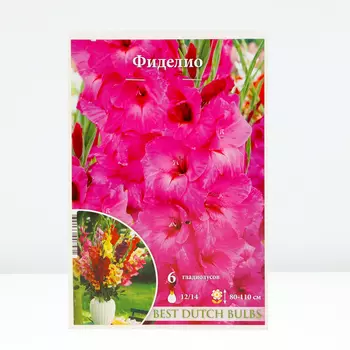 Гладиолус Фиделио, 12/14 р-р, 6 шт. Весна 2024