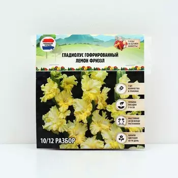 Гладиолус гофрированный "Лемон Фриззл", р-р 8/10, 7 шт, Весна 2025