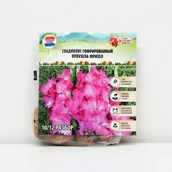 Гладиолус гофрированный "Вувузела Фриззл", р-р 8/10, 7 шт, Весна 2025