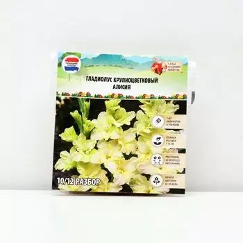 Гладиолус Крупноцветковый "Алисия", р-р 8/10, 7 шт, Весна 2025