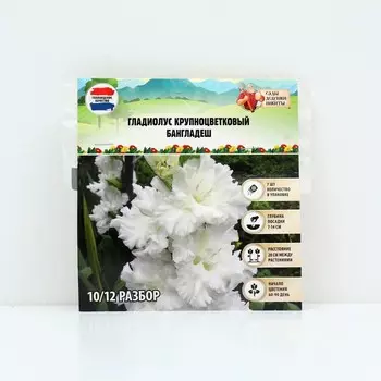 Гладиолус Крупноцветковый "Бангладеш", р-р 8/10, 7 шт, Весна 2025