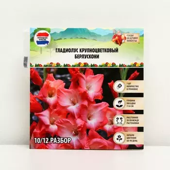 Гладиолус Крупноцветковый "Берлускони", р-р 8/10, 7 шт, Весна 2025