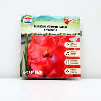 Гладиолус Крупноцветковый "Браун Шуга", р-р 8/10, 7 шт, Весна 2025