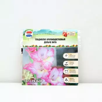 Гладиолус Крупноцветковый "Дольче вита", р-р 8/10, 7 шт, Весна 2025