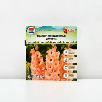 Гладиолус Крупноцветковый "Донателла", р-р 8/10, 7 шт, Весна 2025