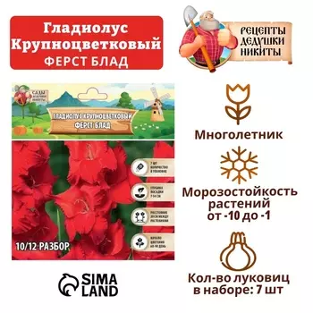 Гладиолус Крупноцветковый "First Blood", р-р 8/10, 7 шт , Весна 2025