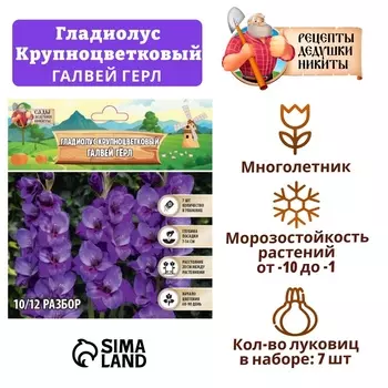 Гладиолус Крупноцветковый "Galway Girl", р-р 8/10, 7 шт , Весна 2025