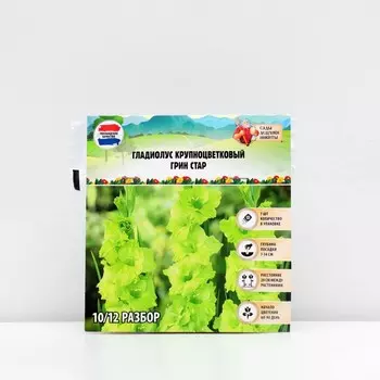 Гладиолус Крупноцветковый "Грин Стар", р-р 8/10, 7 шт, Весна 2025