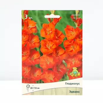 Гладиолус крупноцветковый "Эдванс", р-р 10/12, 3 шт