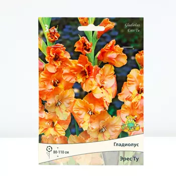 Гладиолус крупноцветковый "Эрес Ту", р-р 10/12, 3 шт